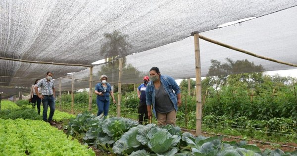 La Nación / Productores avícolas y horticultores reciben herramientas para ejecución de sus proyectos