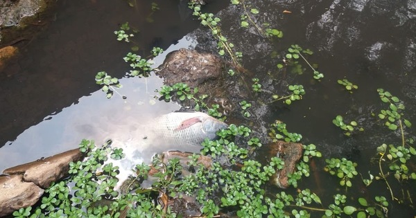 Mortandad de peces en arroyo