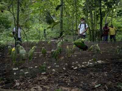 Liberan a más de medio centenar de loras tras su cautiverio en Nicaragua