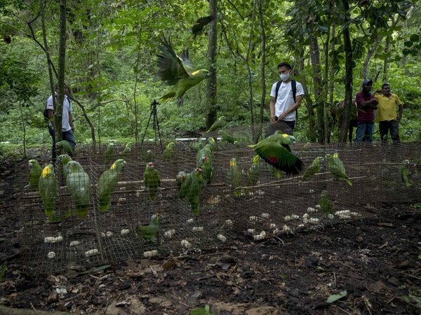 Liberan a más de medio centenar de loras tras su cautiverio en Nicaragua