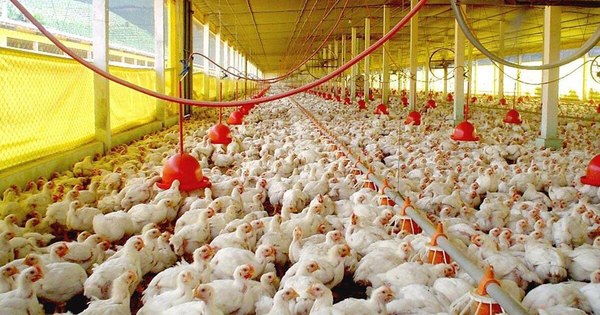 La Nación / Exportaciones de carne y menudencia de origen aviar cayeron 18,8% hasta agosto