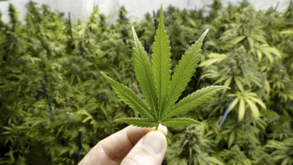 “Abdo se vuelve a equivocar con el veto al Cannabis”