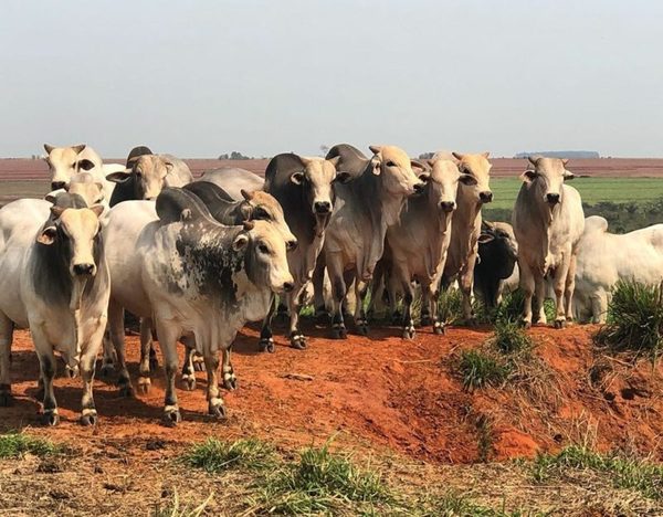 Nelore Estrellita, una fábrica de carne que apuesta a la inversión en genética y alimentación