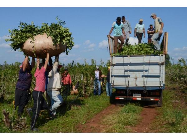 Yerbateros del Nordeste de Itapúa exigen un precio justo