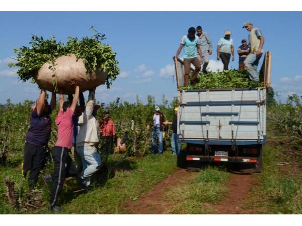 Yerbateros del Nordeste de Itapúa  exigen un precio justo