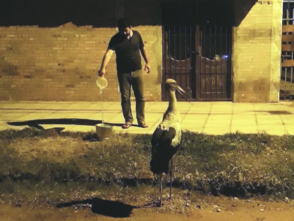 Aves huyen y caen en las ciudades