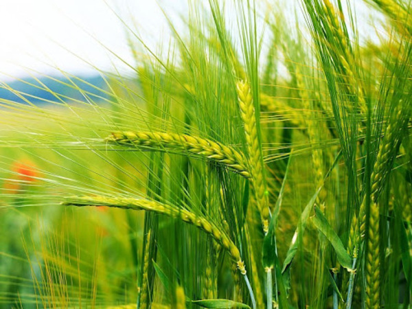 Agricultores reportan que los rindes del trigo bajaron un 25%