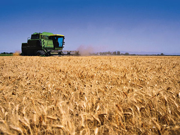 Agricultores reportan que los rindes del trigo bajaron un 25%