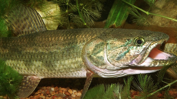 Tare'yi el pez guerrero y sabroso de aguas dulces » San Lorenzo PY