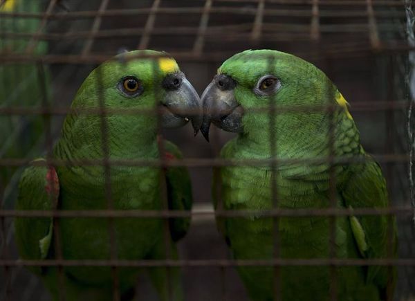 Liberan a más de medio centenar de loras tras su cautiverio - Mascotas - ABC Color