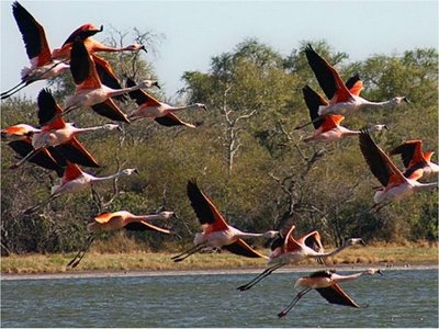 Con una app se podrá identificar a las aves pioneras en Paraguay