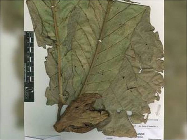 Describen nueva especie de árbol, raro y endémico en Ecuador