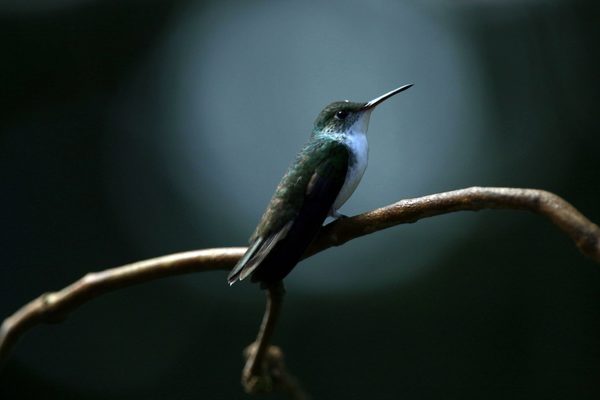 Los colibríes de un parque hondureño atraen el turismo afectado por la COVID-19 - MarketData