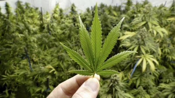 “Abdo se vuelve a equivocar con el veto al Cannabis”