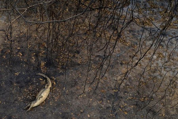 “Solo la lluvia” podrá apagar incendios del Pantanal brasileño - Mundo - ABC Color