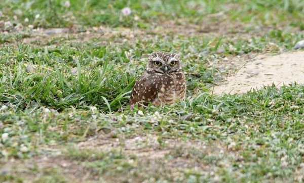 Lanzarán una nueva app para identificar aves de Paraguay - Nacionales - ABC Color