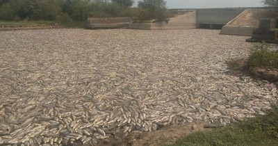 La Nación / Murieron millones de peces en embalse