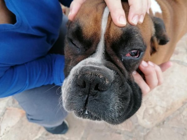 Con destornillador le clavó en el ojo a un perro