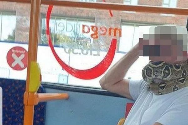 Una serpiente no puede servir de mascarilla, recuerdan las autoridades británicas - Mascotas - ABC Color