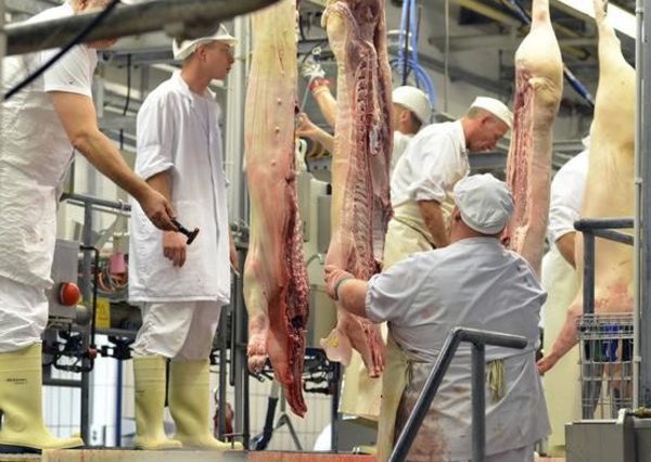 Varios países anuncian cierre de fronteras a la carne de cerdo de Alemania