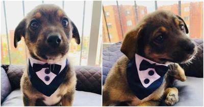 La historia de Vicente, el perrito al que dejaron vestido y alborotado el día de su adopción - Megacadena — Últimas Noticias de Paraguay