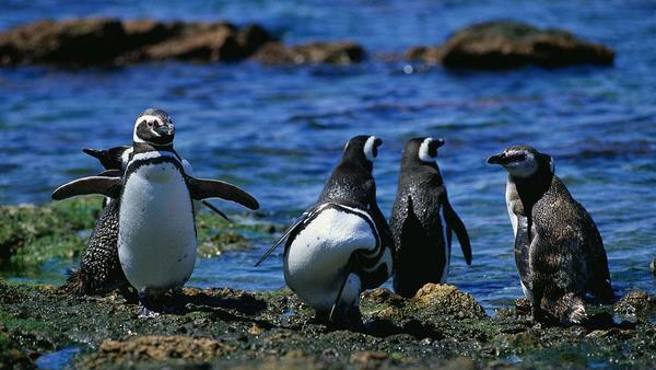 Hallan a un pingüino muerto tras ingerir una mascarilla en Brasil » Ñanduti