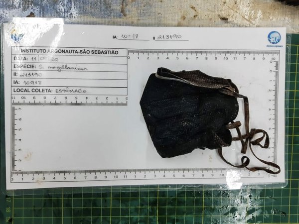 Hallan a un pingüino muerto tras ingerir una mascarilla en Brasil