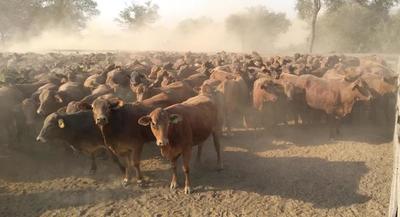 Estancia Montania y el desafío de preñar 2.000 vaquillas por año antes de los 16 meses