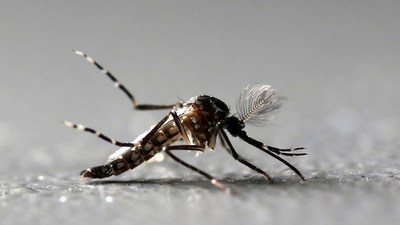 Detectan en Michigan el primer caso sospechoso de infección humana por un virus mortal transmitido por mosquitos - ADN Paraguayo