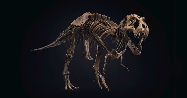 La Nación / Un dinosaurio T-Rex a subasta podría alcanzar US$ 8 millones