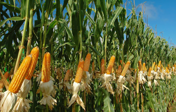 Aumentan envíos de maíz a mercados de extrazona
