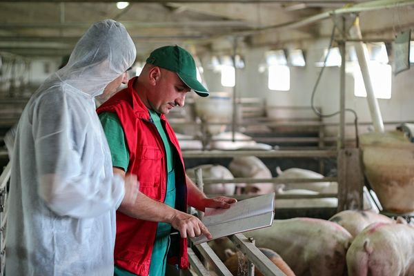 Paraguay suspende temporalmente importación de carne de cerdo desde Alemania - MarketData