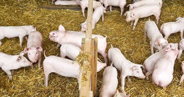 La Nación / Alemania registra cinco nuevos casos de peste porcina africana