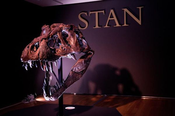 ¿Querés poner un Tiranosaurio Rex en tu vida? - Mascotas - ABC Color