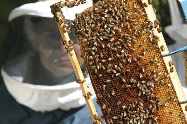Productores rurales obtienen buenos resultados