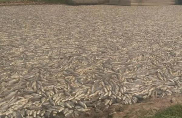Alerta por la muerte de millones de peces en uno de los humedales más grandes de Argentina - SNT