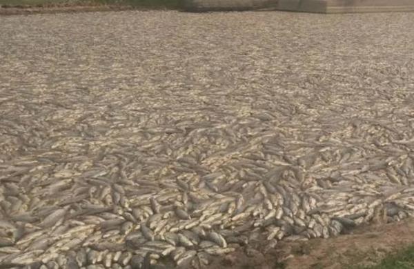 Alerta por la muerte de millones de peces en uno de los humedales más grandes de Argentina - C9N