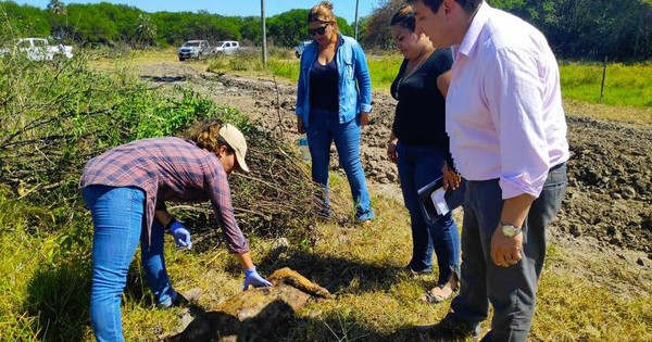 La Nación / Imputan a veterinario sospechado de matar a 36 perros a balazos en el Chaco