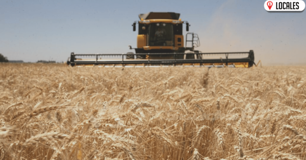 Instan al BNF a ofrecer créditos oportunos a productores de trigo afectados por heladas