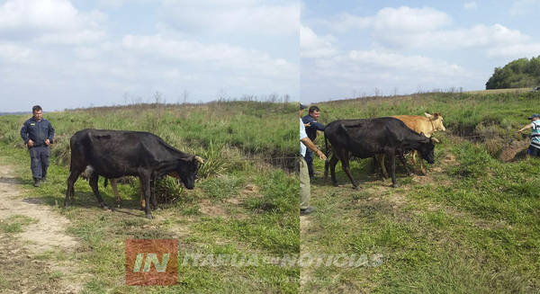 ANIMALES VACUNOS SON RECUPERADOS EN SAN PEDRO DEL PNÁ.