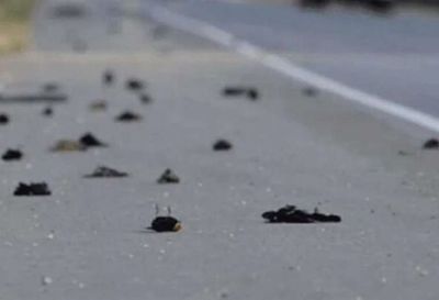 Investigan la muerte de miles de pájaros en Nuevo México