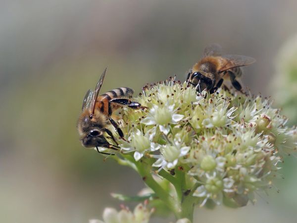 Teléfonos móviles podrían influir en mortalidad de los insectos