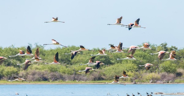 La Nación / El Pantanal, un tesoro natural amenazado
