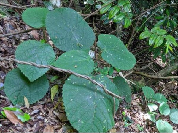 En Australia, ciertas plantas contienen un veneno similar al de los escorpiones