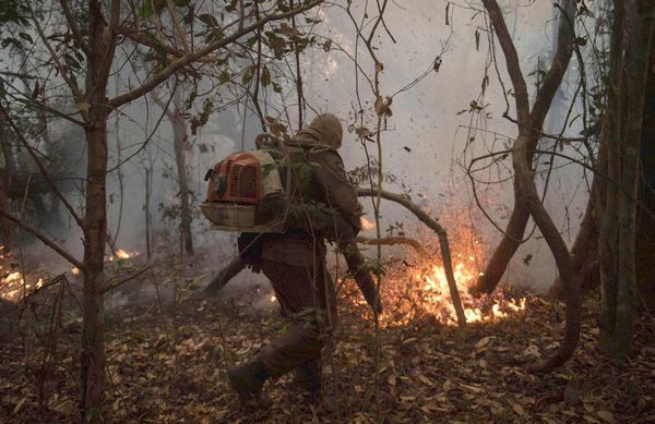 Tragedia en el Pantanal por récord de incendios - Mundo - ABC Color