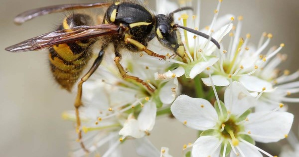 La Nación / Teléfonos móviles podrían influir en mortalidad de los insectos