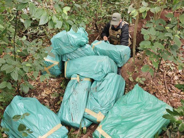 Encuentran casi 350 kilos de marihuana prensada dentro de una fosa en Yby Yaú - Nacionales - ABC Color