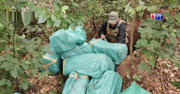 Senad incauta más de 300 kilos de marihuana en Yby Yaú | Noticias Paraguay