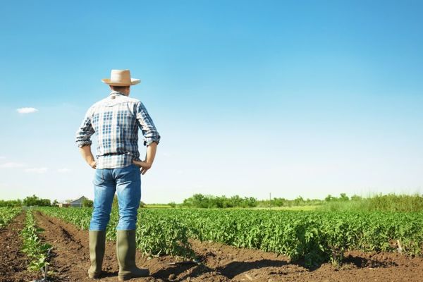 Empresa paraguaya concreta exportación de defensivos agrícolas a Colombia - MarketData