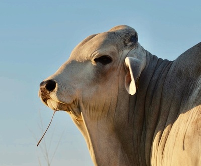 Ganadera Puerto Max ofrece toros Brahman y Brangus “muy productivos y probados”